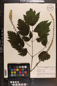 Actaea racemosa image