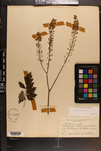 Actaea racemosa image