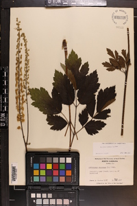 Actaea racemosa image