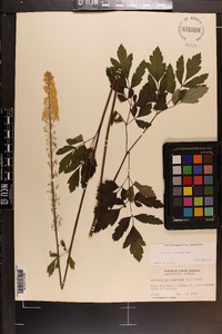 Actaea racemosa image