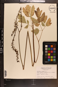 Actaea racemosa image