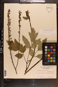 Actaea racemosa image