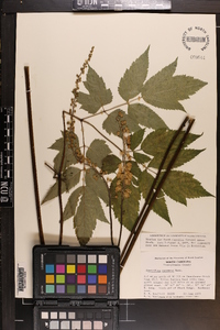 Actaea racemosa image