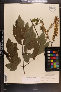 Actaea racemosa image