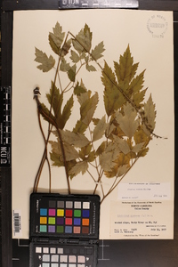 Actaea racemosa image