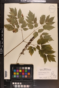 Actaea racemosa image