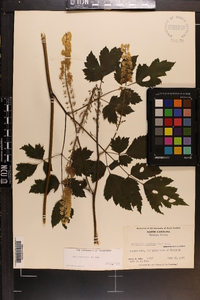 Actaea racemosa image