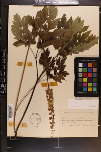 Actaea racemosa image