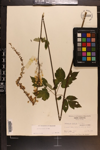 Actaea racemosa image