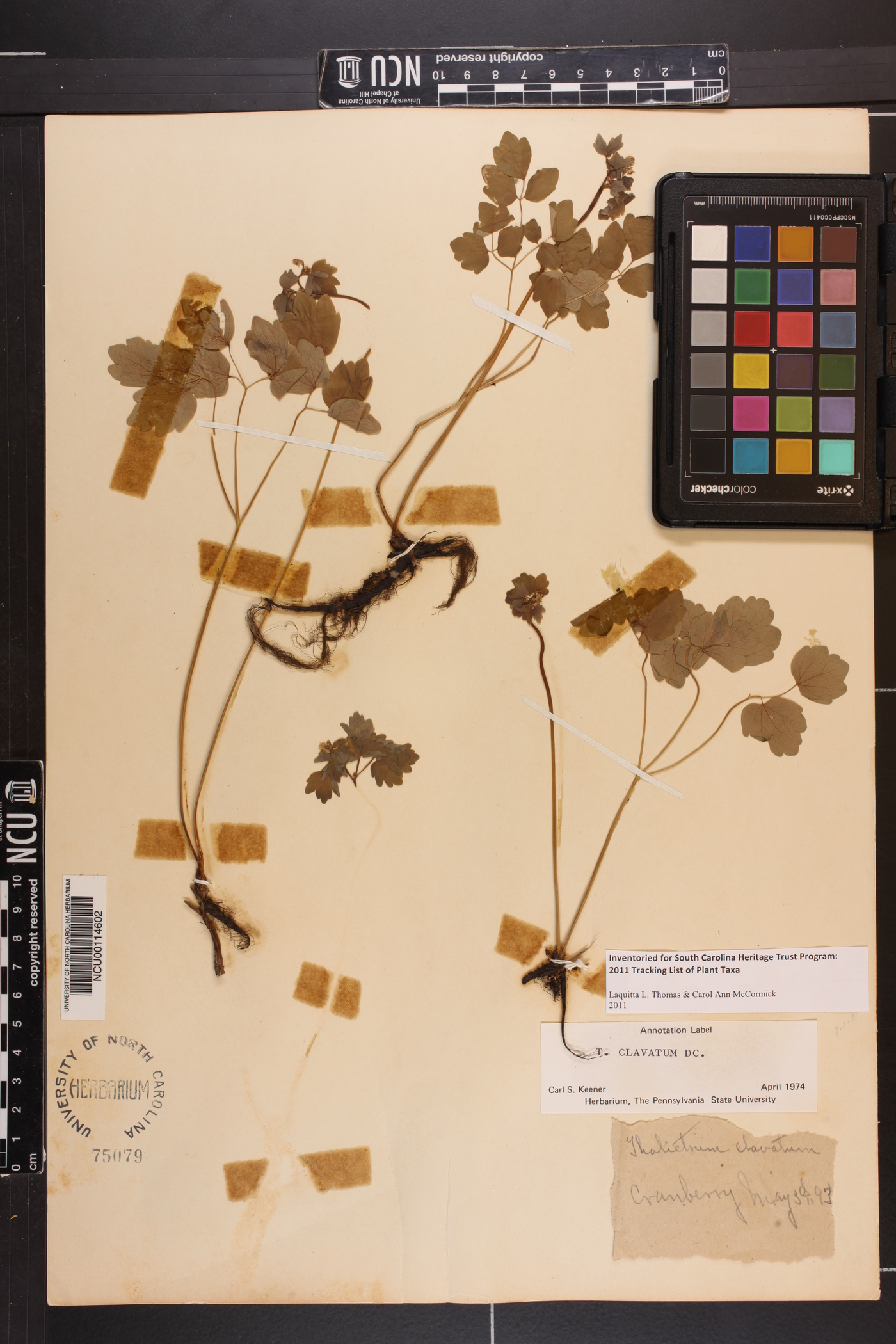 Thalictrum clavatum image