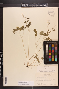 Thalictrum clavatum image