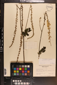 Actaea racemosa image