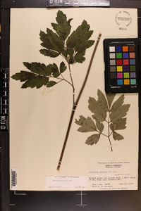 Actaea racemosa image