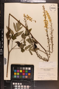 Actaea racemosa image