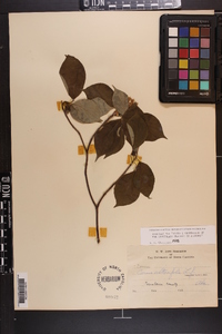 Cornus alternifolia image