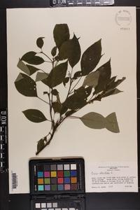 Cornus alternifolia image