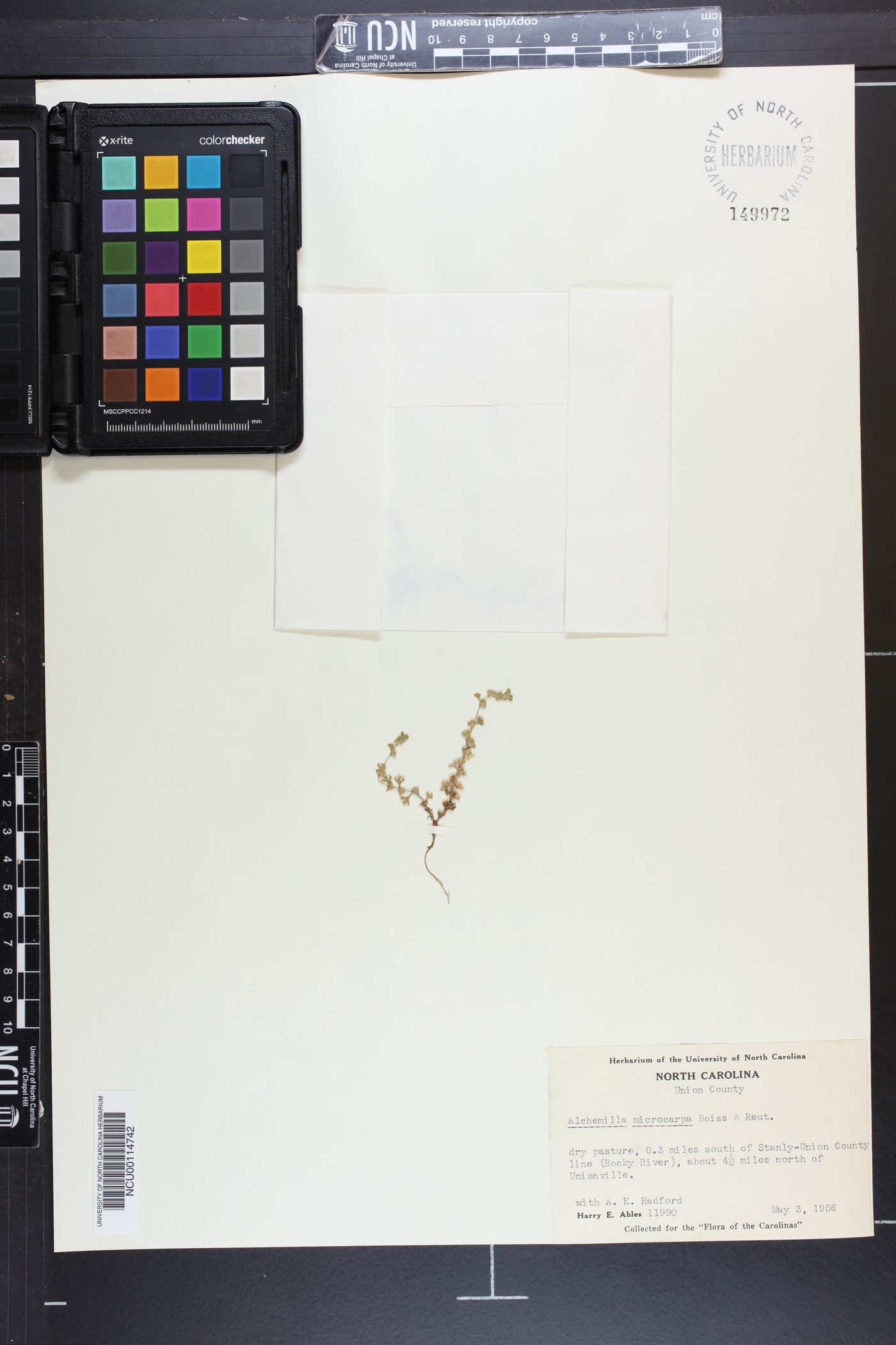 Aphanes image