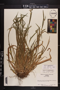 Carex kraliana image