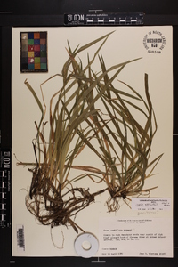 Carex kraliana image