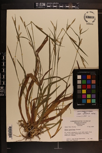 Carex striatula image