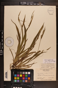 Carex kraliana image