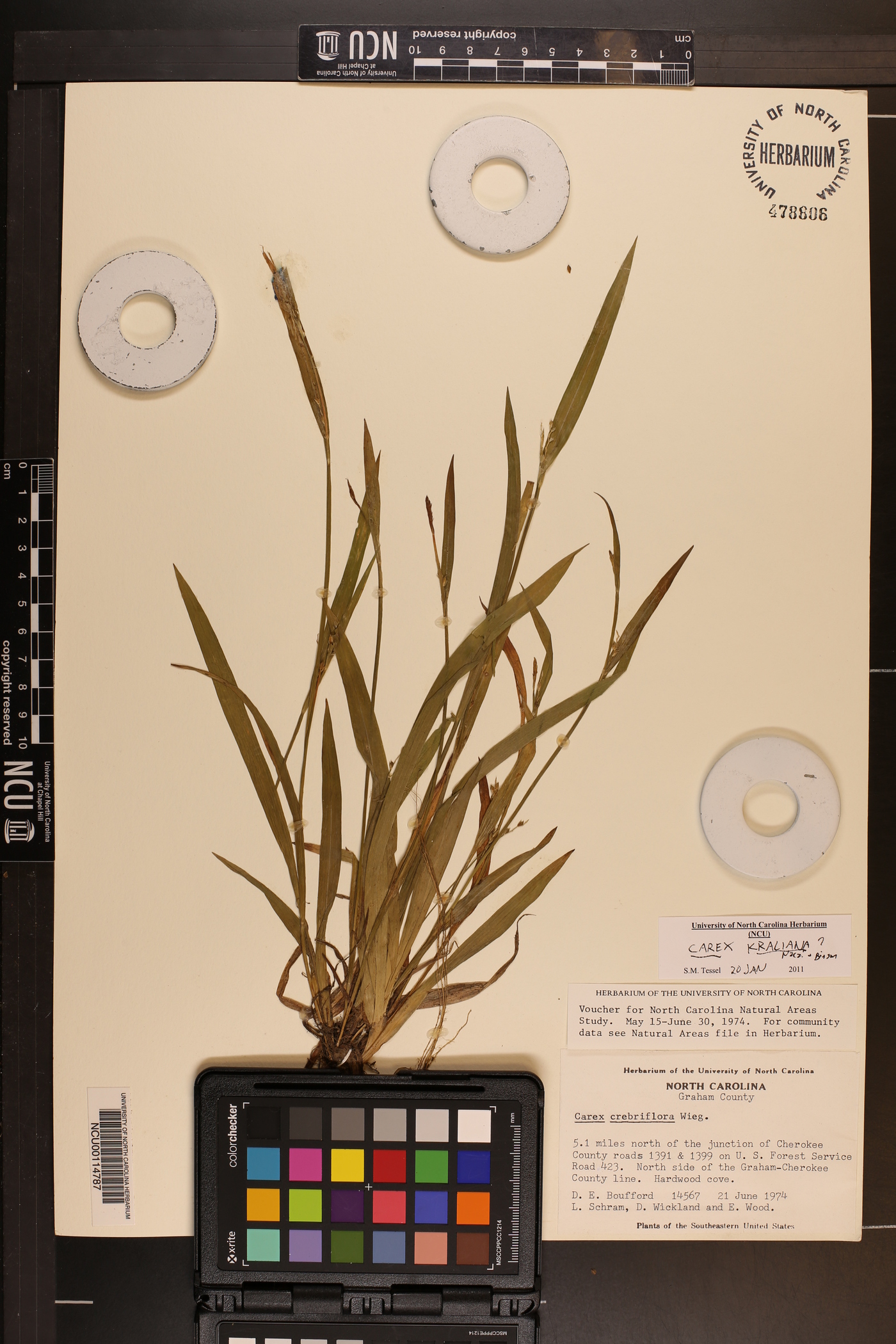 Carex kraliana image