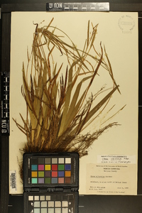 Carex striatula image