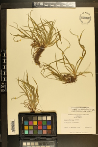 Carex cumberlandensis image