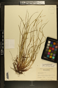 Carex planispicata image