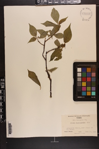 Cornus alternifolia image