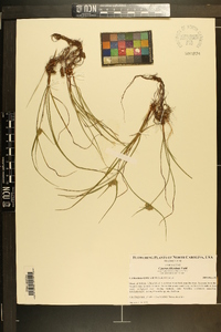 Cyperus filiculmis image