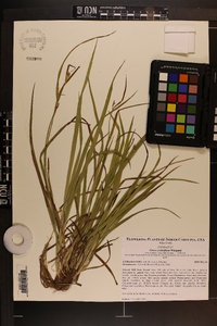 Carex crebriflora image