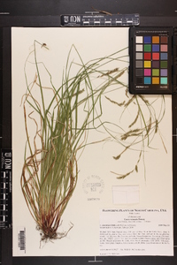 Carex venusta var. minor image