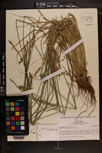 Carex longii image