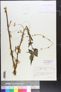 Cuscuta rostrata image