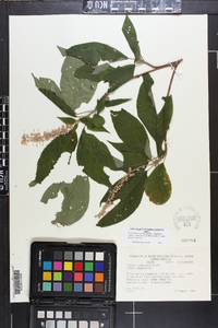 Clethra acuminata image