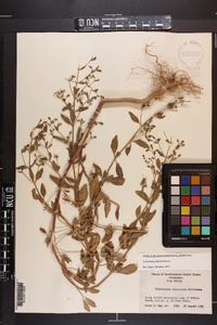 Trichostema dichotomum image