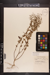 Trichostema dichotomum image