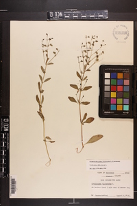 Trichostema dichotomum image