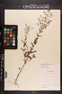 Trichostema dichotomum image