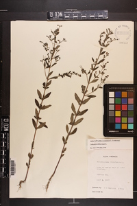 Trichostema dichotomum image