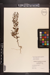 Trichostema dichotomum image