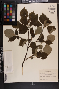 Cornus alternifolia image