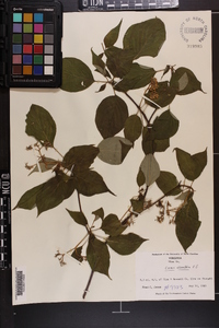 Cornus alternifolia image