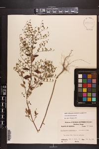 Trichostema dichotomum image