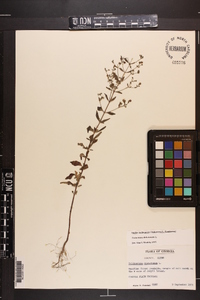 Trichostema dichotomum image