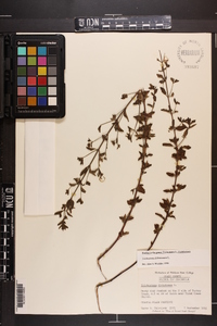 Trichostema dichotomum image