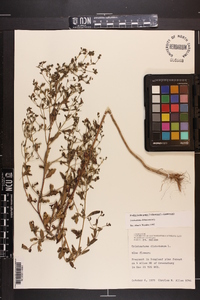 Trichostema dichotomum image