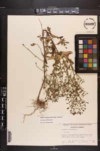 Trichostema dichotomum image