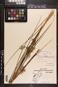 Juncus pylaei image